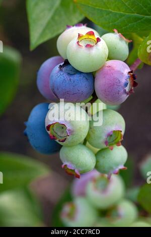 Groupe de bleuets biologiques sur la brousse, gros plan. Bleuet canadien sur le Bush, cadre vertical Banque D'Images