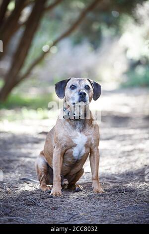 Staffy x Beagle, posant à Melbourne, Australie Banque D'Images