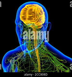 Human Brain Anatomy for Medical concept Illustration 3D Banque D'Images