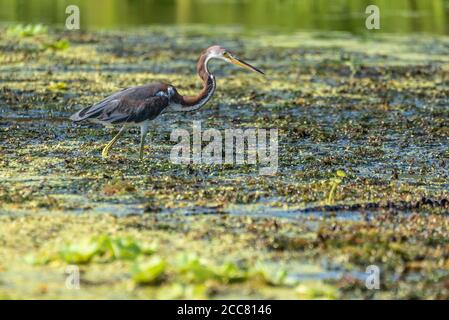 Héron tricolore juvénile (Egretta tricolor) barbotant dans la rivière Guana à Ponte Vedra Beach, Floride. (ÉTATS-UNIS) Banque D'Images