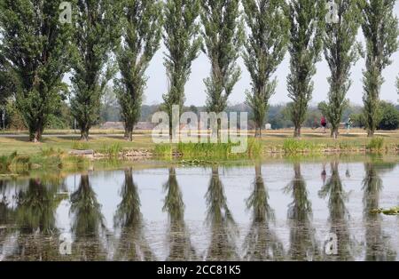 18 août 2020, Saxe-Anhalt, Wörlitz : les arbres se reflètent dans un étang du Royaume des jardins de Wörlitz. Il y a 20 ans, les parcs près de Dessau ont été reconnus comme un site du patrimoine culturel mondial. Photo: Sebastian Willnow/dpa-Zentralbild/dpa Banque D'Images