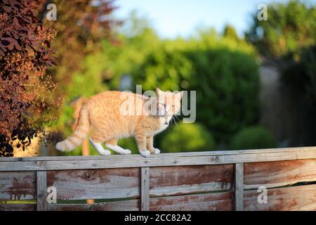 Petit chat sur une clôture de jardin abîmé Banque D'Images