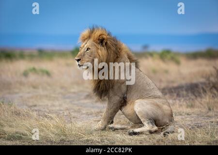 Portrait paysage du roi lion regardant sur le côté assis Sur l'herbe sèche dans les vastes plaines de Masai Mara Kenya Banque D'Images