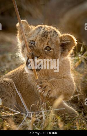 Portrait vertical d'un bébé cub avec de beaux yeux et Pinces coupantes jouant avec un bâton à Kruger Afrique du Sud Banque D'Images