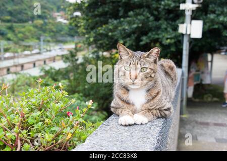 New Taipei City, Taiwan - Houtong Cat Village. Un célèbre site touristique à Ruifang, New Taipei City, Taïwan. Banque D'Images