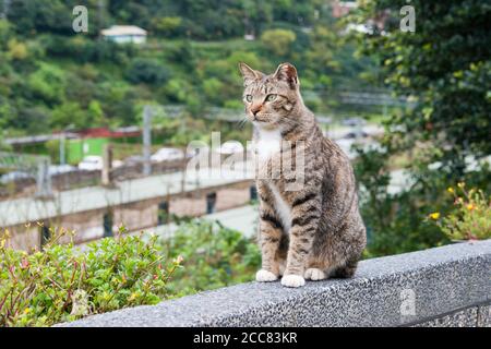New Taipei City, Taiwan - Houtong Cat Village. Un célèbre site touristique à Ruifang, New Taipei City, Taïwan. Banque D'Images