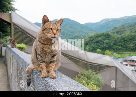 New Taipei City, Taiwan - Houtong Cat Village. Un célèbre site touristique à Ruifang, New Taipei City, Taïwan. Banque D'Images