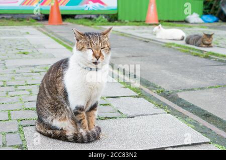 New Taipei City, Taiwan - Houtong Cat Village. Un célèbre site touristique à Ruifang, New Taipei City, Taïwan. Banque D'Images
