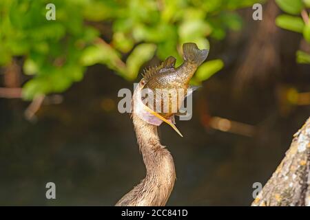 Anhinga avalant un très grand poisson dans le parc national des Everglades En Floride Banque D'Images