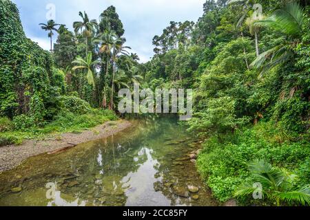 Forêt tropicale à Cooper Creek, parc national de Daintree, extrême nord du Queensland, Australie Banque D'Images