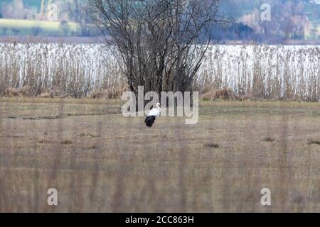 le cigogne blanche se dresse sur une prairie verte dans un paysage de lande, temps nuageux Banque D'Images