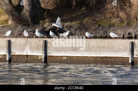 mouette méditerranéenne avec bec ouvert à l'approche d'un mur en béton debout dans l'eau avec plusieurs goélands méditerranéens au coucher du soleil Banque D'Images