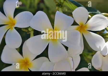 Cette photo unique montre les fleurs de frangipani jaune blanc sur un Brousse verte au milieu de la nature thaïlandaise une matinée ensoleillée Banque D'Images