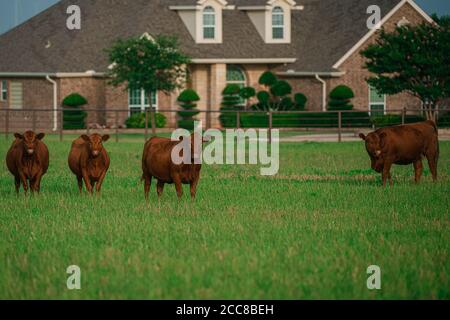 Ferme moderne de cowshed. Vaches laitières. Vaches mangeant du foin de lucerne. Lait frais de vaches concept. Banque D'Images