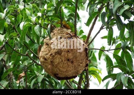 C'est une image du nid vimrul ou de la maison vimrul en haut de l'arbre Banque D'Images