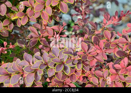 Brindilles de Berberis thunbergii Coronita - plante ornementale colorée pour l'aménagement paysager du jardin. Feuilles violettes aux bords verts jaunes - beauté et fraîcheur Banque D'Images