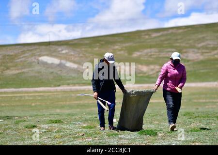 (200820) -- GOLOG, le 20 août 2020 (Xinhua) -- les villageois Suonanji (R) et Cering Doje, qui sont également employés comme travailleurs de la protection de l'environnement, collectent les ordures près du village de Ghadan du canton de Machali, comté de Madoi, préfecture tibétaine de Golog, province de Qinghai, dans le nord-ouest de la Chine, le 19 août 2020. En octobre 2018, un total de 1,036 000 résidents recensés, victimes de la pauvreté, ont déménagé des terres moins hospitalières du comté de Madoi à Ghadan, un village de réinstallation récemment construit dans la région source de la rivière Yellow. Le nouveau village dispose d'un meilleur transport qui facilite la recherche des villageois Banque D'Images