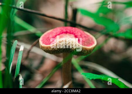 Gros plan d'un champignon exotique rouge boléte Banque D'Images