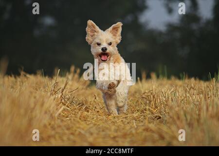 Gros plan d'un adorable Maltipoo en cours d'exécution dans un champ Banque D'Images