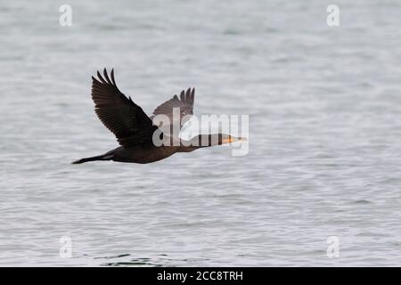 Cormorant à double crête (Phalacrocorax auritus) survolant l'océan au large de l'île Nantucket près de Cape Cod, Massachusetts, États-Unis. Banque D'Images