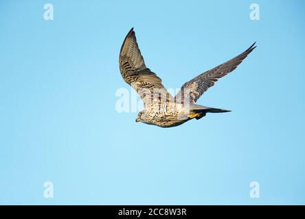 Deuxième année civile Gyrfalcon (Falco rusticolus) en vol pendant l'été dans l'arctique de la Norvège. Affichage sous la répétition d'aile Banque D'Images