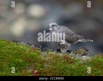 Mue grise immature Gyrfalcon (Falco rusticolus) en vol dans l'arctique de la Norvège. Se tenir au sol. Banque D'Images