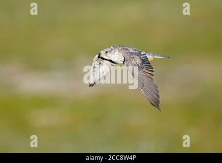 Deuxième année civile Gyrfalcon (Falco rusticolus) en vol pendant l'été dans l'arctique de la Norvège. Illustration de l'aile supérieure. Banque D'Images