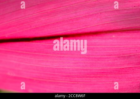 Une feuille est le principal appendice latéral de la tige de la plante vasculaire, généralement transmise au-dessus du sol et spécialisée dans la photosynthèse. Banque D'Images