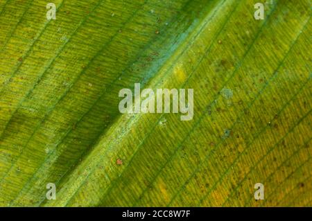 Une feuille est le principal appendice latéral de la tige de la plante vasculaire, généralement transmise au-dessus du sol et spécialisée dans la photosynthèse. Banque D'Images