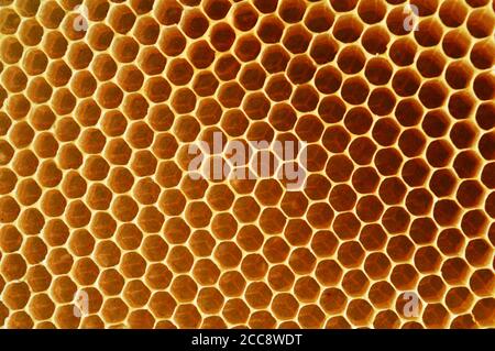 Un nid d'abeilles est une masse de cellules de cire prismatique hexagonales construites par les abeilles dans leurs nids pour contenir leurs larves et leurs stocks de miel et de pollen. Banque D'Images