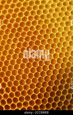 Un nid d'abeilles est une masse de cellules de cire prismatique hexagonales construites par les abeilles dans leurs nids pour contenir leurs larves et leurs stocks de miel et de pollen. Banque D'Images