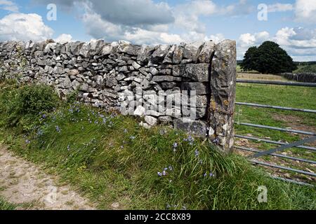Harelells grandit à côté d'une ferme près d'Alstonefield, Peak District National Park, Staffordshire Banque D'Images
