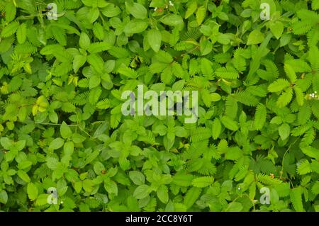 Les feuilles de plante mimosa se replient lorsqu'elles sont touchées, retournant à la feuille entière en quelques minutes. La Mimosa pudica est communément appelée plante sensible. Banque D'Images