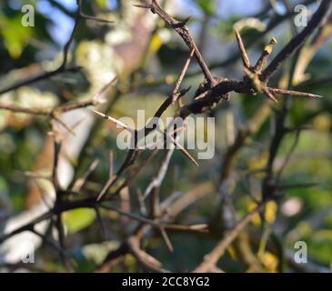 branches d'une plante d'agrumes séchées à l'épine. Dans la version d'été est une préoccupation majeure. Cette plante meurt sans aucune feuille seulement les épines sont visibles. Banque D'Images