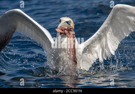 Gannet pêche sur un pélagique au large de Staithes en été Banque D'Images