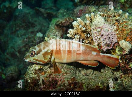 Tétras à pointe noire, Epinephelus fasciatus, perchée sur le récif corallien, Mer Rouge à Marsa Alam, Égypte Banque D'Images