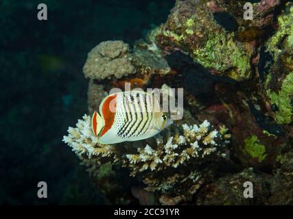 Butterflyfish de la Couronne, Chaetodon paucifasciatus, sur le récif corallien, Marsa Alam, Mer Rouge, Égypte Banque D'Images