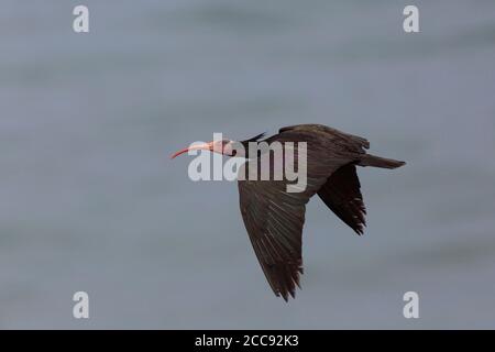 Adulte Nord Bald Ibis (Geronticus eremita) volant près de la colonie de reproduction à Tamri au Maroc. Banque D'Images