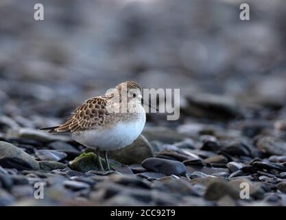 Padier de Baird (Calidris bairdii) sur la plage le long de la côte de l'Alaska à la fin de l'été. Banque D'Images