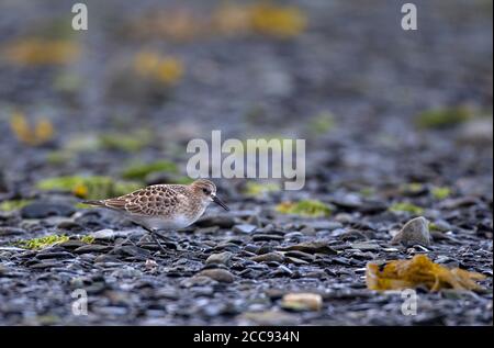 Padier de Baird (Calidris bairdii) sur la plage le long de la côte de l'Alaska à la fin de l'été. Banque D'Images