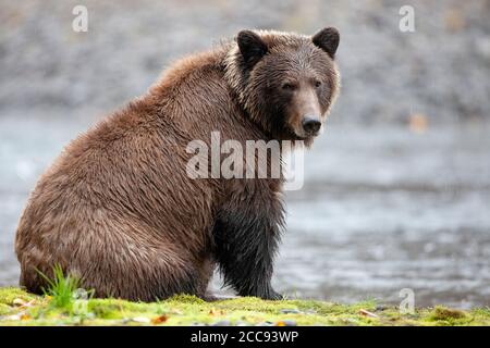 L'ours grizzli (Ursus arctos horribilis) à la fourrure épaisse et humide se trouve sur une rive moussue, jetant un coup d'œil en arrière sous une légère pluie d'automne. Banque D'Images
