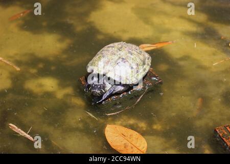 Bask de tortue dans la journée dans l'étang Banque D'Images