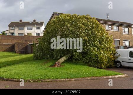 Cork, Irlande. 19 août 2020. Séquelles de la tempête Ellen, Cork City. Les résidents de GlenHeights Road se sont réveillés pour voir de nombreux arbres et branches dispersant la région. À la fin de la tempête de la dernière nuit, les résidents et les autorités locales commencent à évaluer les dommages avec de nombreux arbres et débris tombés devant être éliminés. Credit: Damian Coleman/Alay Live News Banque D'Images