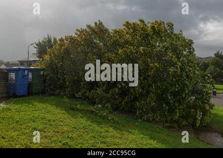 Cork, Irlande. 19 août 2020. Séquelles de la tempête Ellen, Cork City. Les résidents de GlenHeights Road se sont réveillés pour voir de nombreux arbres et branches dispersant la région. À la fin de la tempête de la dernière nuit, les résidents et les autorités locales commencent à évaluer les dommages avec de nombreux arbres et débris tombés devant être éliminés. Credit: Damian Coleman/Alay Live News Banque D'Images