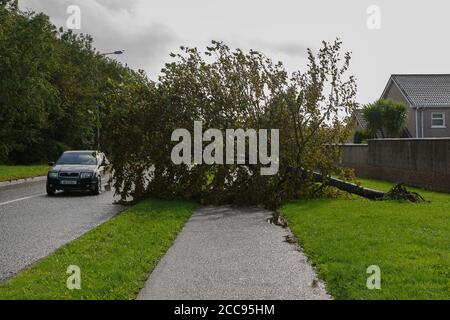 Cork, Irlande. 19 août 2020. Séquelles de la tempête Ellen, Cork City. Les résidents de Kinvara auraient à voir de grands arbres renversés sur des sentiers de randonnée. À la fin de la tempête de la dernière nuit, les résidents et les autorités locales commencent à évaluer les dommages avec de nombreux arbres et débris tombés devant être éliminés. Credit: Damian Coleman/Alay Live News Banque D'Images