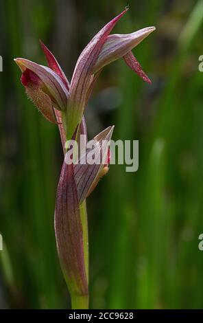 Orchidée à petite langue fleurie, Serapias parviflora Banque D'Images