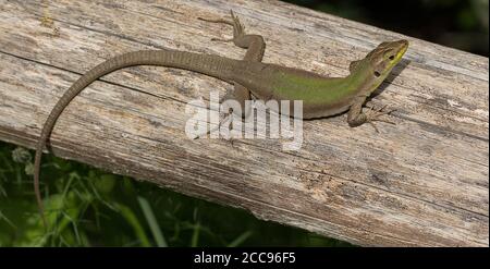 Lizard de mur sicilien, Podarcis waglerianus, se baquant sur une clôture en bois Banque D'Images