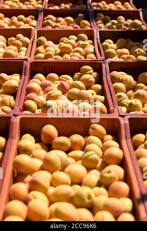 Larnage (sud-est de la France). Dans un arboriculteur, la plantation et la récolte d'abricots Bergeron, les plus cultivés en France, une variété tardive (tard Banque D'Images