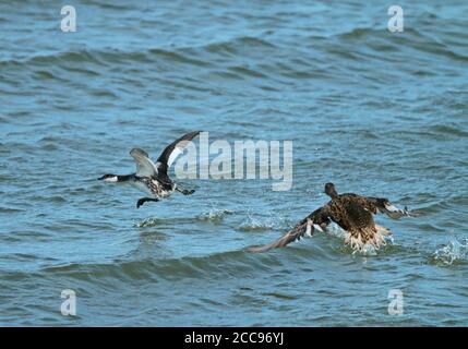 L'hiver plumed Slavonian Grebe (Podiceps auritus) se dévalant de l'eau aux pays-Bas, étant chassé par un canard. Banque D'Images