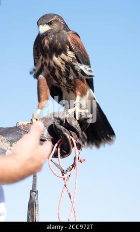 Falconer tenant un jeune falcon sur sa main Banque D'Images